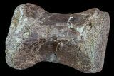 Dinosaur Caudal Vertebrae - Hell Creek Formation #66478-1